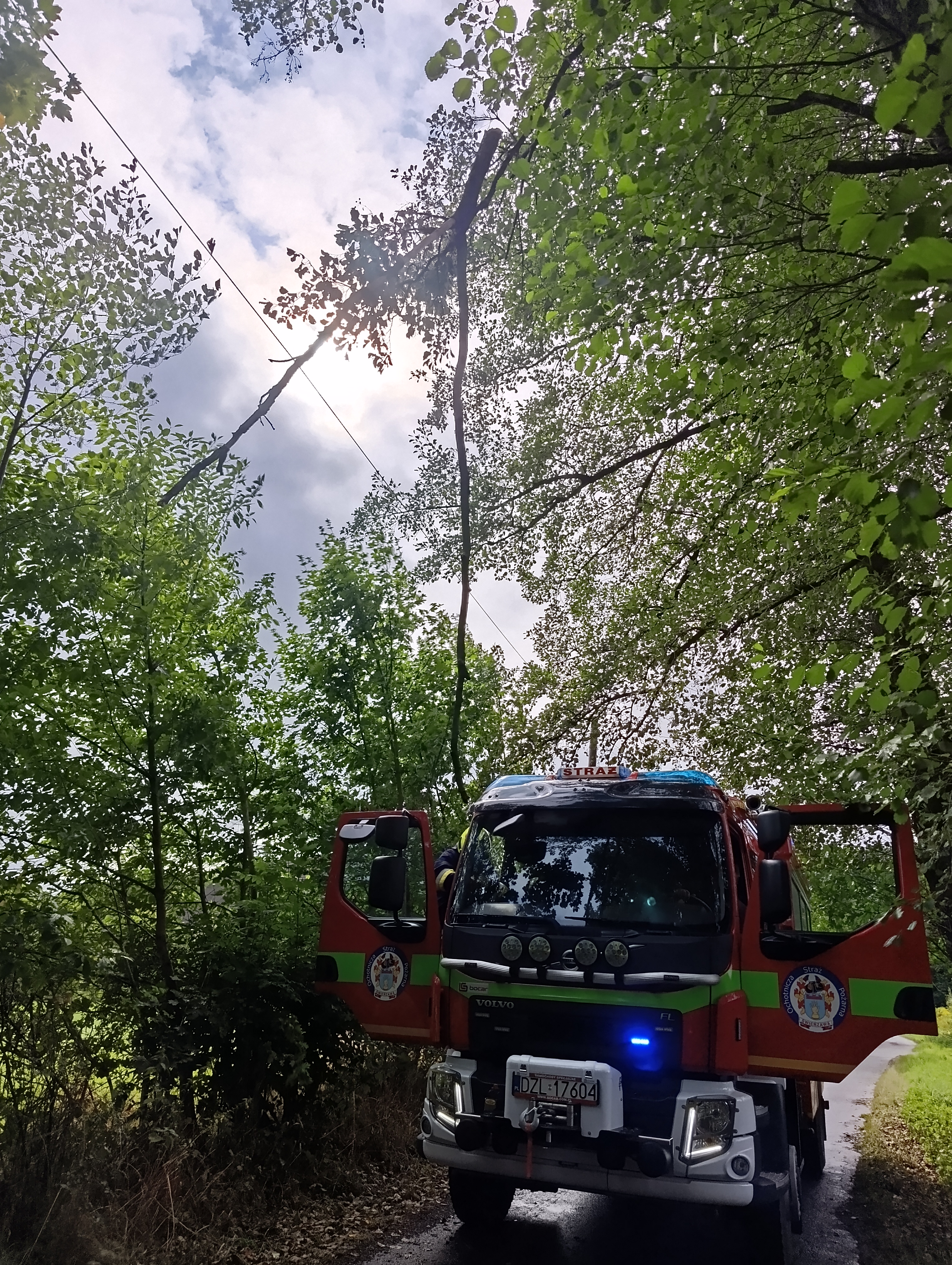 Zwisająca gałąź nad drogą - OSP Swieriawa