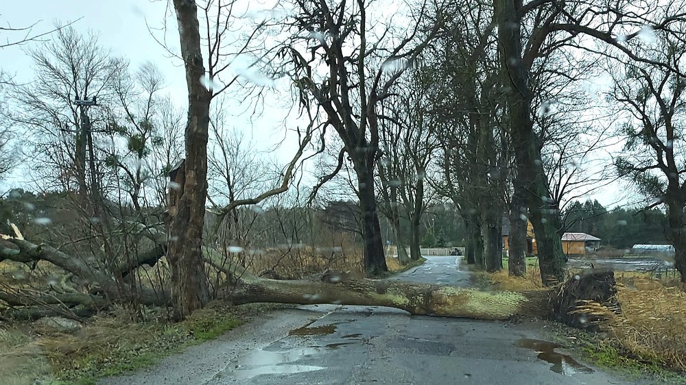 Drzewo na drodze  - OSP Swieriawa